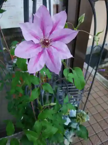 旭川神社の自然