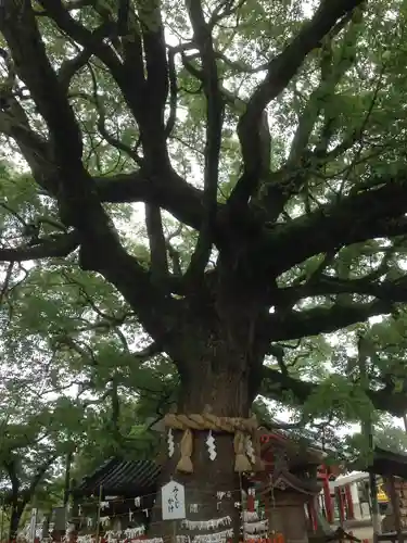 百舌鳥八幡宮の自然