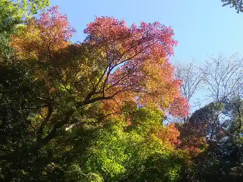 荏柄天神社の自然