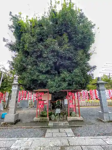 白山神社（二子町）の自然