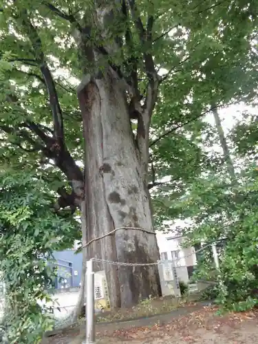 池辺杉山神社の自然