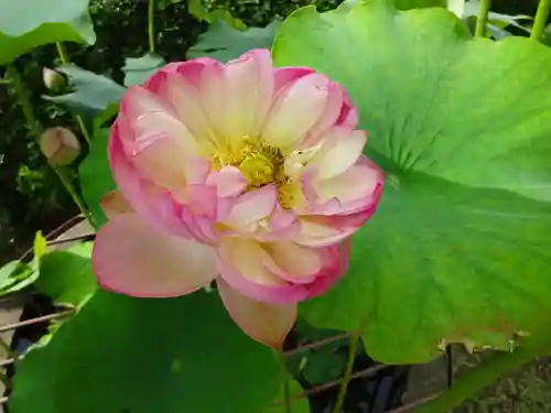 立志神社の自然