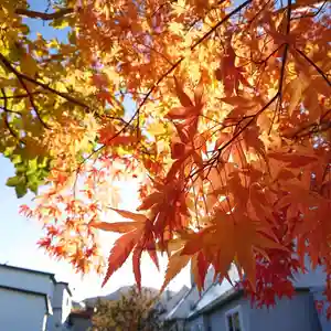 極楽山 浄土寺の自然(2021年10月31日(日) 22時47分55秒投稿)