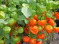 出雲大社倉敷教会(岡山県)