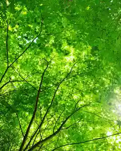 滑川神社 - 仕事と子どもの守り神の自然(2020年05月11日(月) 18時50分25秒投稿)