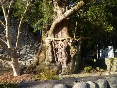 長島神社の自然