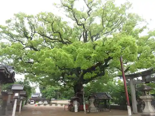 百舌鳥八幡宮の自然