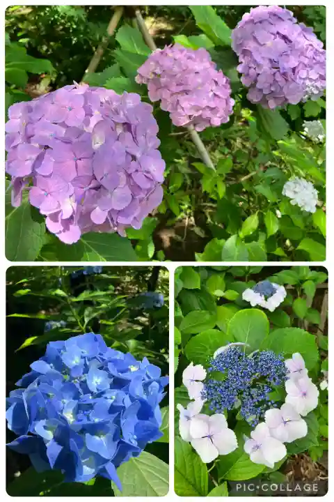 本土寺(千葉県)