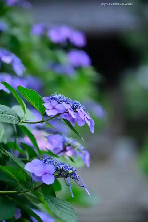 高幡不動尊 金剛寺(東京都)