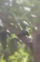 走水神社の動物