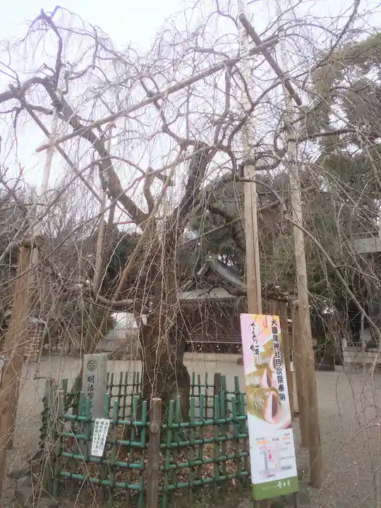 大國魂神社の自然