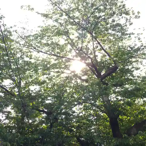 筑土八幡神社の自然
