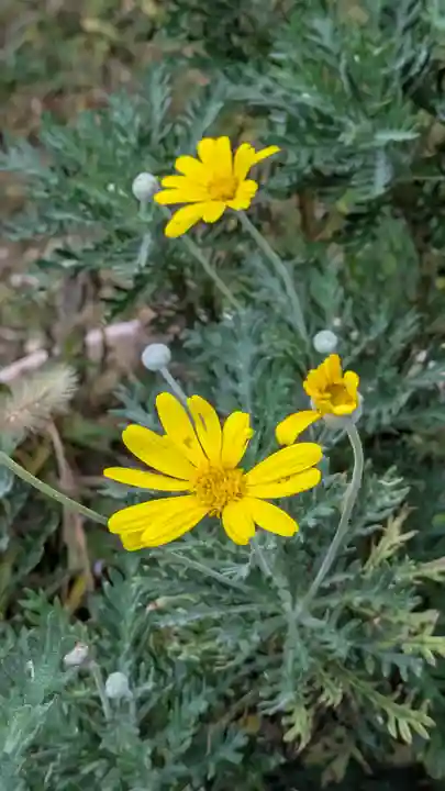 香雪院(京都府)
