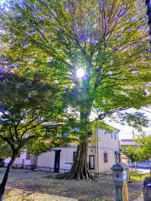 八幡社（高熊八幡社）の自然