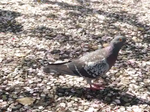 鶴嶺八幡宮(神奈川県)