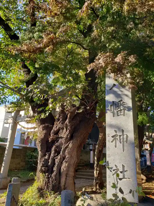 下高井戸八幡神社の自然