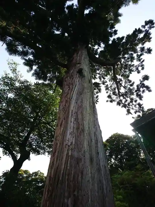 宇波西神社の自然