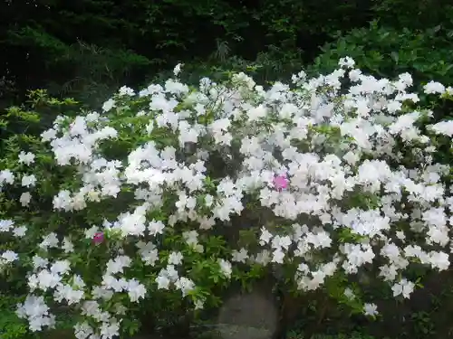 安國論寺（安国論寺）の自然