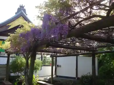 林光寺の庭園