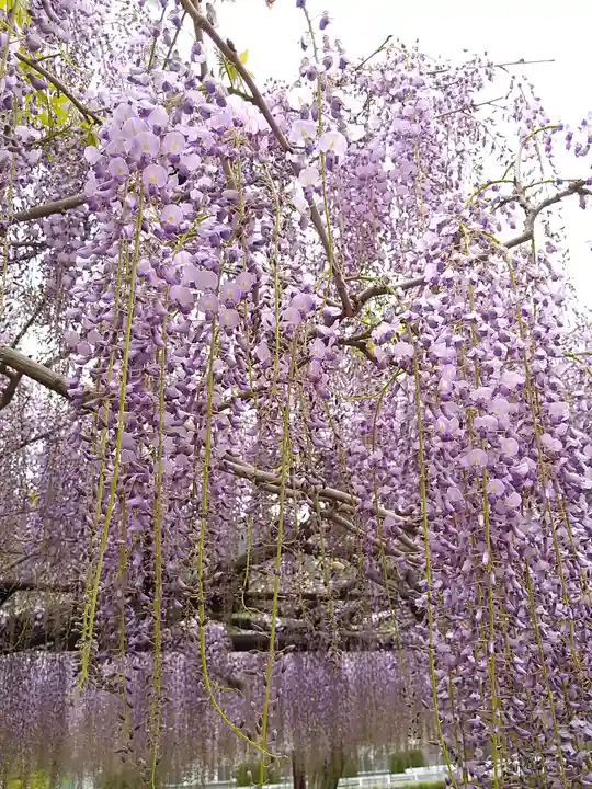和氣神社(和気神社)の自然