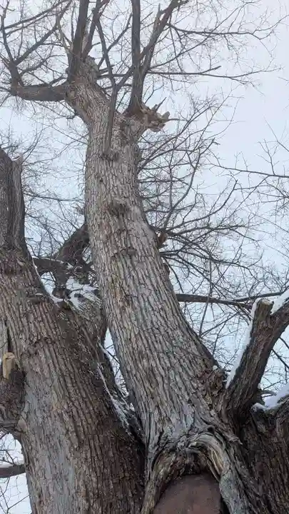 旭川神社の自然