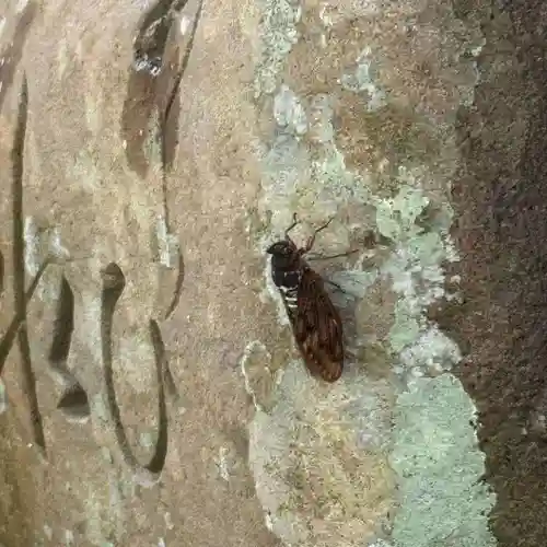 伊勢の国 四天王寺(三重県)