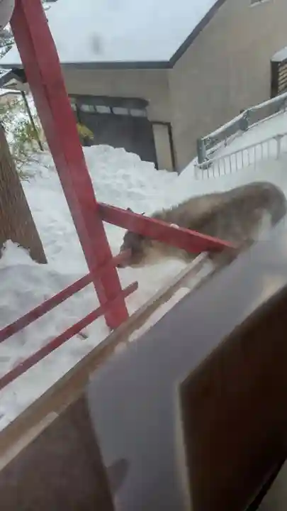 鹿角八坂神社の動物