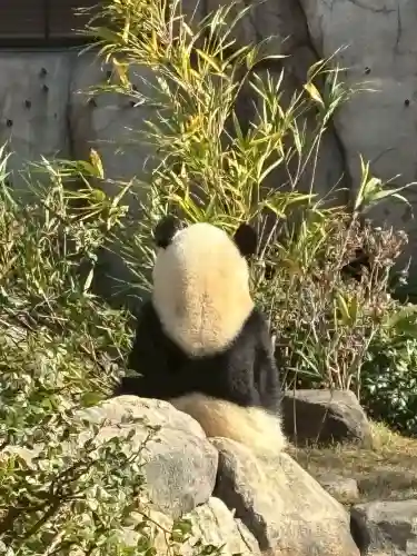 寛永寺(根本中堂)の{uncategorized: "未分類", other: "その他", undefined: "問題あり", building: "その他建物", grave: "お墓", sacred_gate: "鳥居", guardian: "狛犬", statue: "像", buddha: "仏像", history: "歴史", nature: "自然", garden: "庭園", animal: "動物", pagoda: "塔", temizu: "手水舎", mountain_gate: "山門・神門", sanctuary: "本殿・本堂", subordinate: "末社・摂社", art: "芸術", scenery: "景色", jizo: "地蔵", ema: "絵馬", goshuin: "御朱印", omikuji: "おみくじ", items: "授与品その他", amulet: "お守り", goshuincho: "御朱印帳", eats: "食事", festival: "お祭り", votive_dance: "神楽", shichigosan: "七五三参", wedding: "結婚式", experience: "体験その他", initially: "初詣", around: "周辺", anti_infection: "感染症対策"}