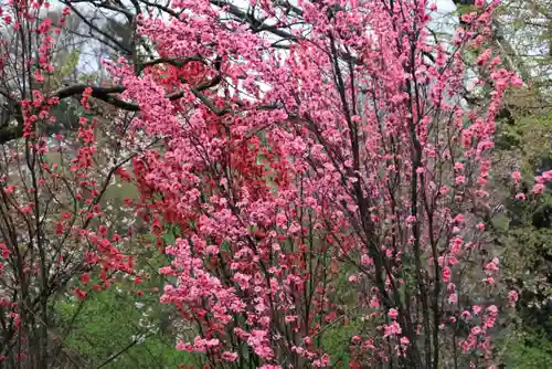 阿久津「田村神社」（郡山市阿久津町）旧社名：伊豆箱根三嶋三社の自然