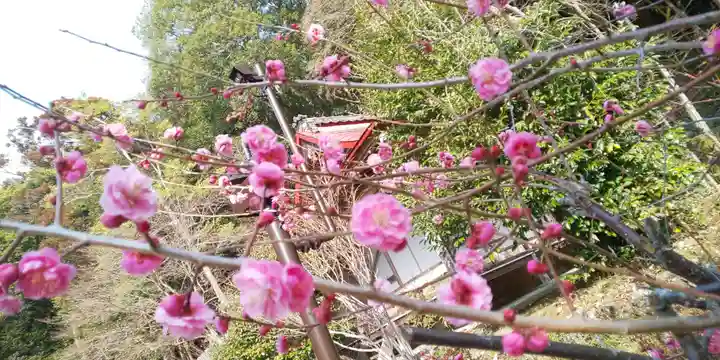 出雲大神宮の自然