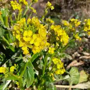 高司神社〜むすびの神の鎮まる社〜(福島県)(2024年01月31日(水) 22時37分47秒投稿)