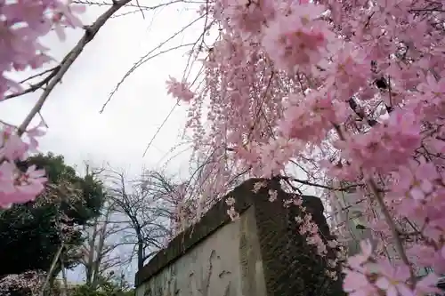 寛永寺(根本中堂)の自然