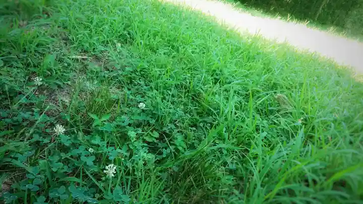 若宮神明社の自然