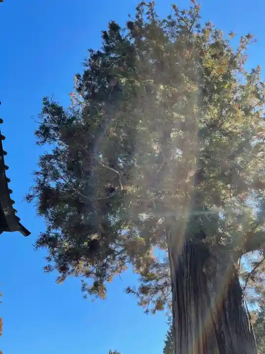 北口本宮冨士浅間神社の自然