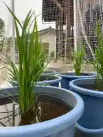 總社 和田八幡宮(福井県)