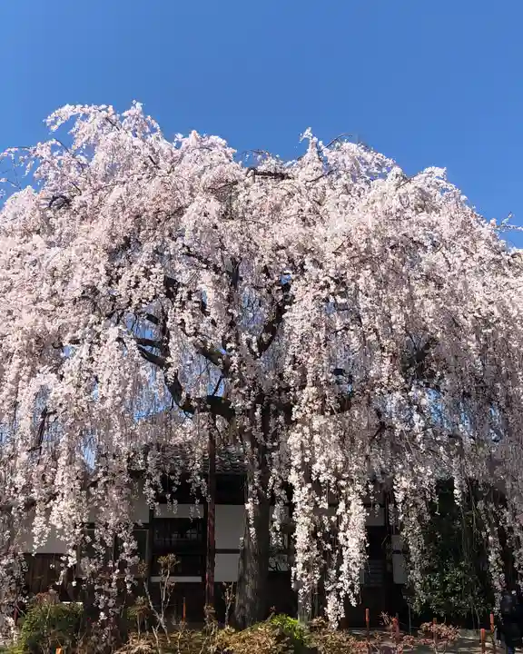 本満寺(本願満足寺)の自然