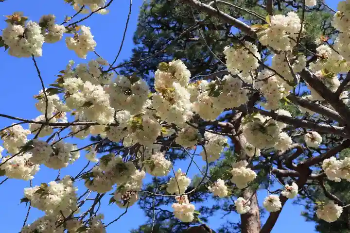 開成山大神宮の自然