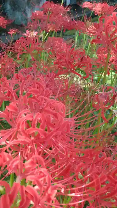 横浜 西方寺(神奈川県)