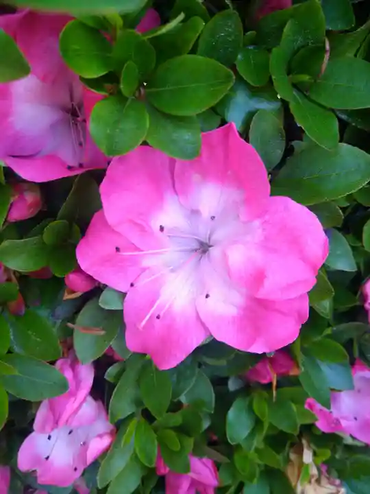 國鉾神社の自然