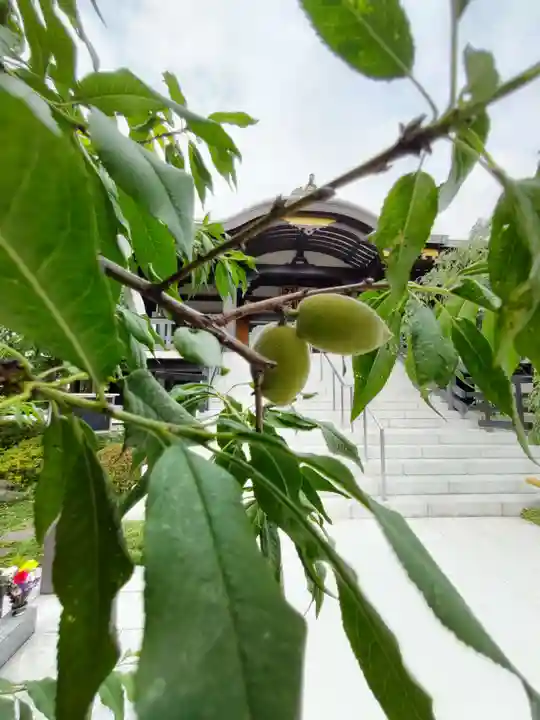 宝勝山 南藏院 蓮光寺の庭園