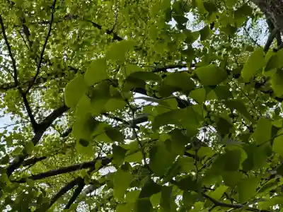 赤坂氷川神社(東京都)