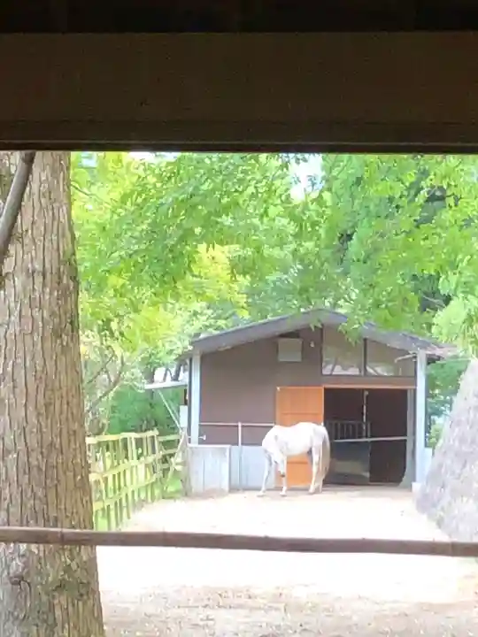 鹿児島神宮(鹿児島県)