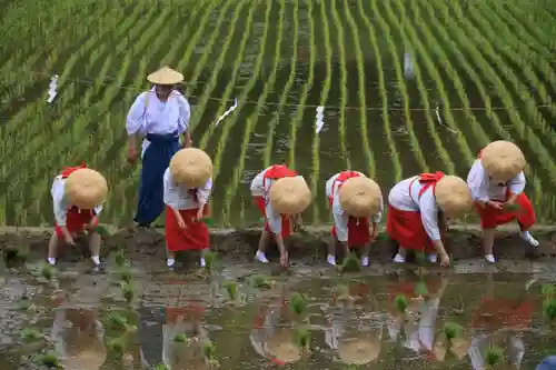 高屋敷稲荷神社のお祭り