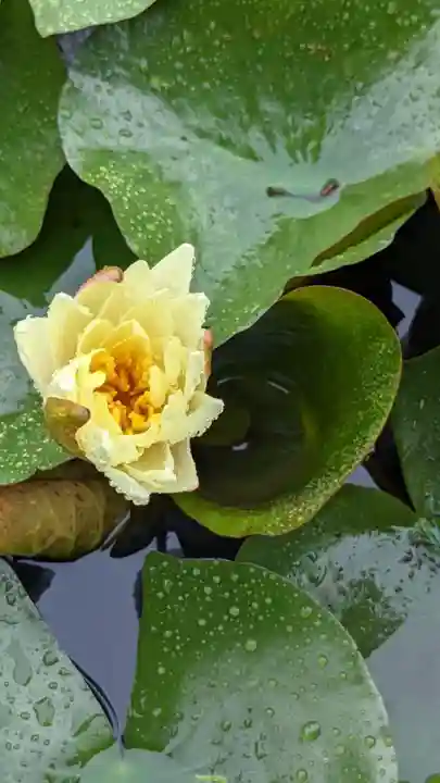 感応寺(愛知県)