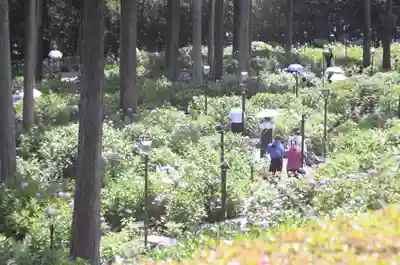 三室戸寺(京都府)
