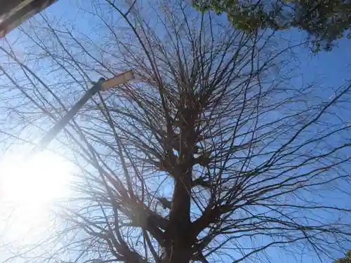 大久保青木神社の自然