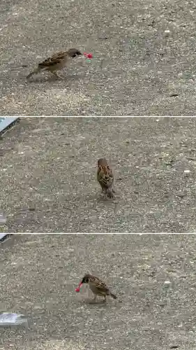 七重浜海津見神社(北海道)