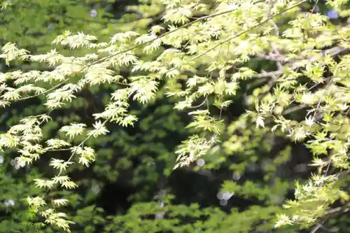 鹿島大神宮の自然