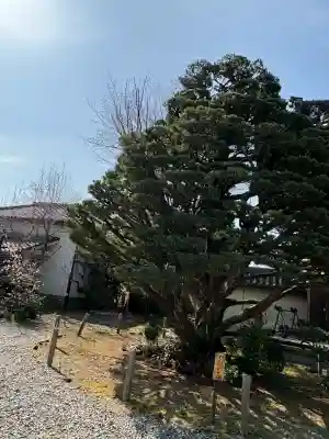 梅宮大社の{uncategorized: "未分類", other: "その他", undefined: "問題あり", building: "その他建物", grave: "お墓", sacred_gate: "鳥居", guardian: "狛犬", statue: "像", buddha: "仏像", history: "歴史", nature: "自然", garden: "庭園", animal: "動物", pagoda: "塔", temizu: "手水舎", mountain_gate: "山門・神門", sanctuary: "本殿・本堂", subordinate: "末社・摂社", art: "芸術", scenery: "景色", jizo: "地蔵", ema: "絵馬", goshuin: "御朱印", omikuji: "おみくじ", items: "授与品その他", amulet: "お守り", goshuincho: "御朱印帳", eats: "食事", festival: "お祭り", votive_dance: "神楽", shichigosan: "七五三参", wedding: "結婚式", experience: "体験その他", initially: "初詣", around: "周辺", anti_infection: "感染症対策"}