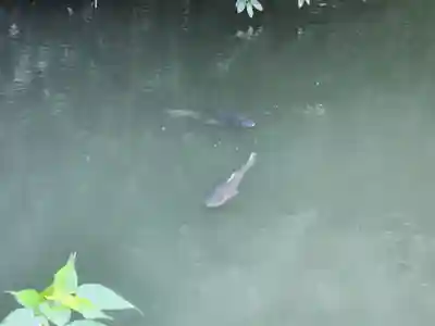 姫路神社の動物